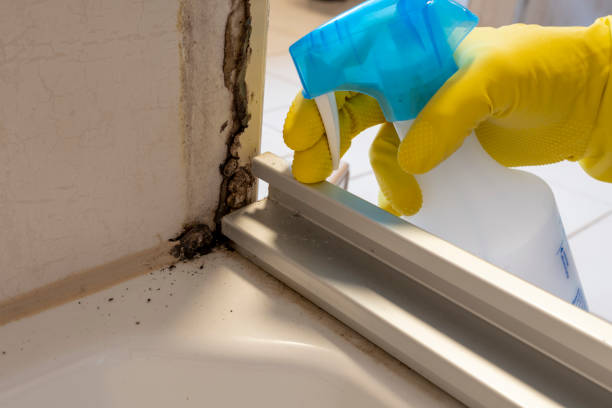 Best Health and Safety Mold Remediation in Corinth, MS