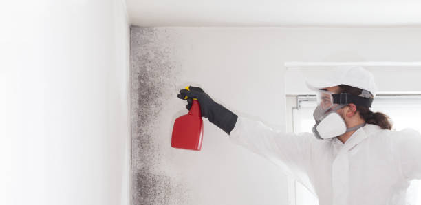 Best Bathroom Mold Remediation in Corinth, MS